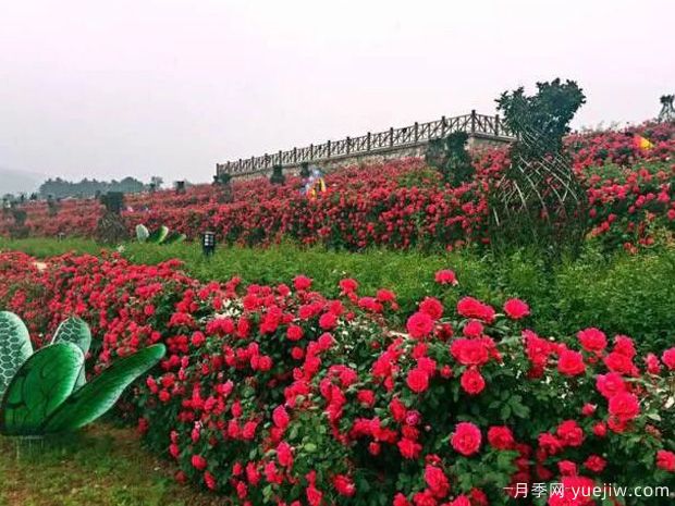 駐馬店市花文化和月季景觀(圖1)