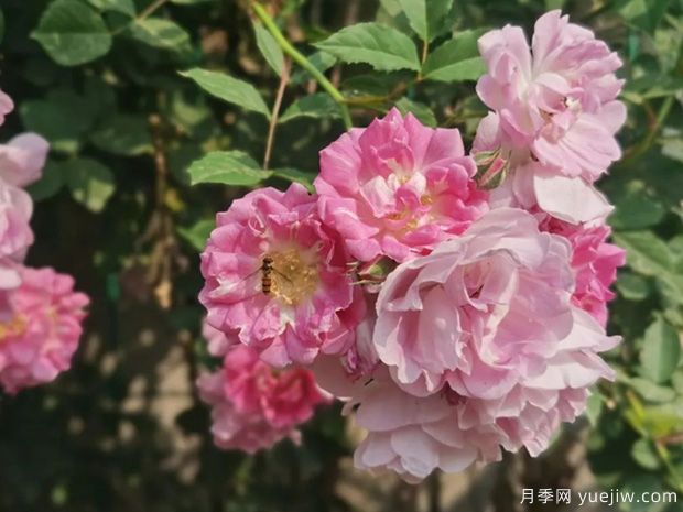 南陽薔薇花滿架，城區(qū)賞花去哪里？(圖1)