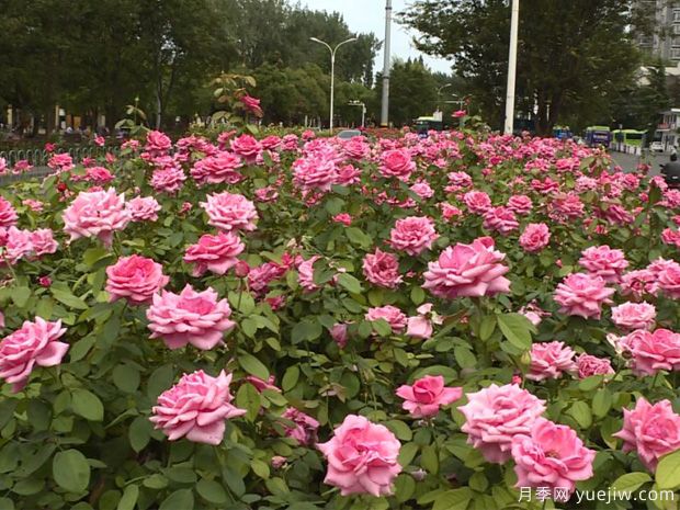 淮安市花美麗綻放，滿城月季處處芬芳(圖1)