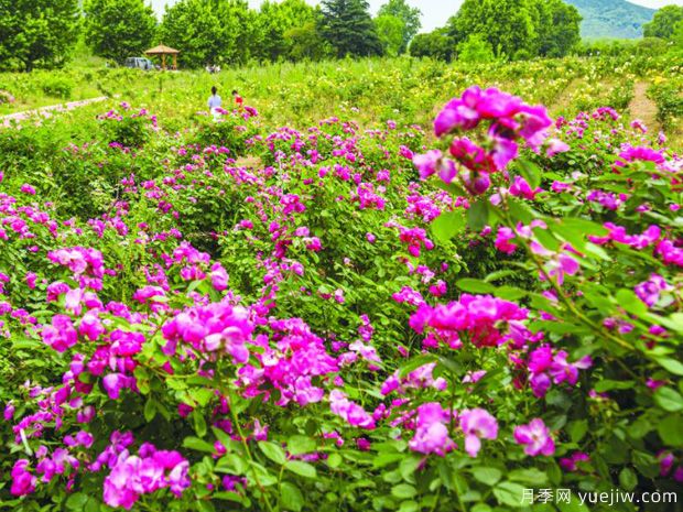 淮南月季市花文化和景觀圖集(圖1)