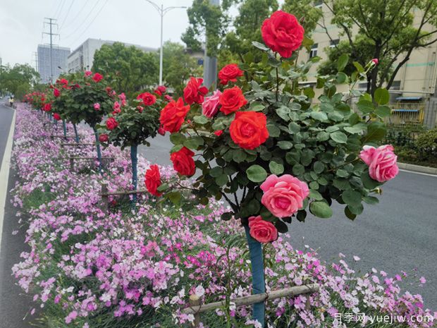 蕪湖月季市花文化和景觀圖集(圖2)