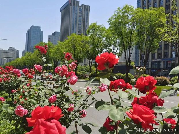 西安月季花開滿城艷，精細管養(yǎng)打造城市景觀(圖1)