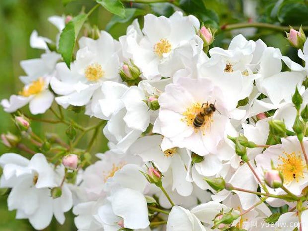 蘋果花地毯月季(圖1)