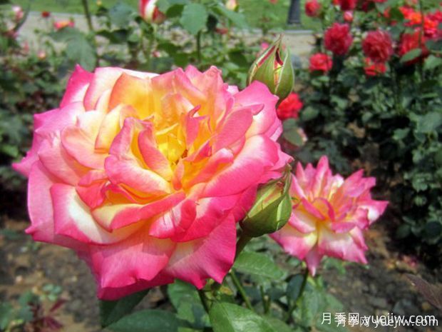 月季育種家：新西蘭McGredy Roses(麥格雷迪)(圖1)