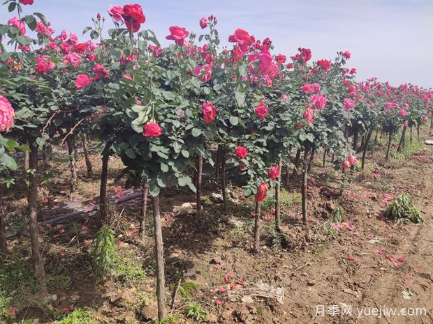 栽植兩年后的樹狀月季出現(xiàn)葉小枯枝怎么辦？(圖1)