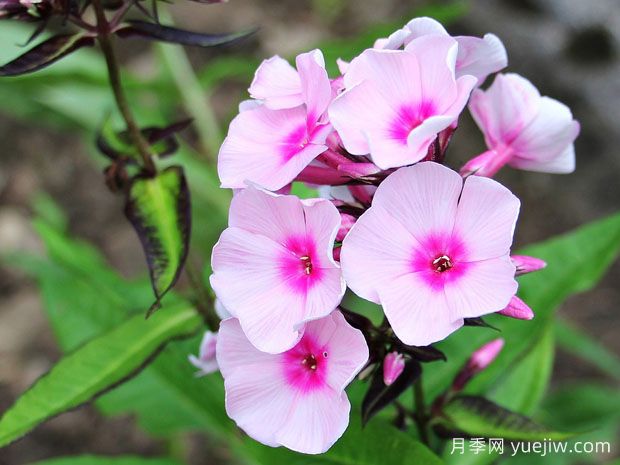 秋播16種草花品種，打造來年花園的絢麗燦爛(圖1)