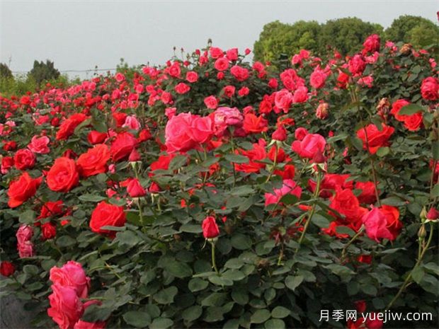 各省份花卉批發(fā)市場(chǎng)地址收藏(圖1)