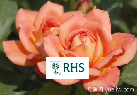 英國皇家園藝學(xué)會花園優(yōu)異獎(RHS AGM)(圖1)