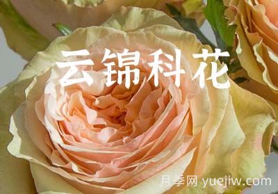 月季育種家：中國(guó)云南錦科花卉(圖1)