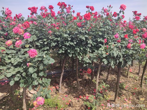 買什么月季花？月季樹花色花型多樣美麗極了(圖3)