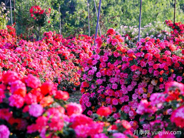 月季花為什么要種在城市綠化帶？原來月季渾身都是寶！(圖2)