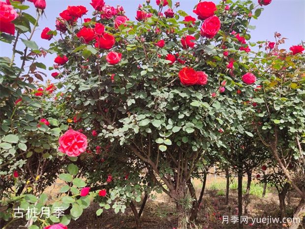 月季花友必看 一問一答養(yǎng)好月季花！(圖1)