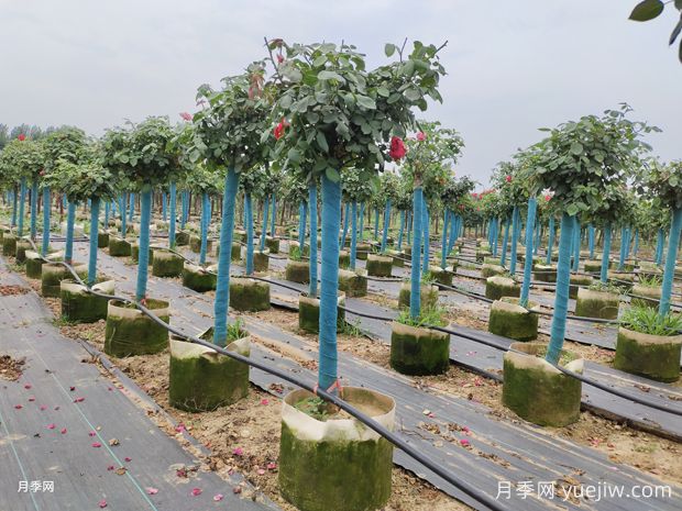 月季過冬這三點重要，如何不影響來年開花(圖1)