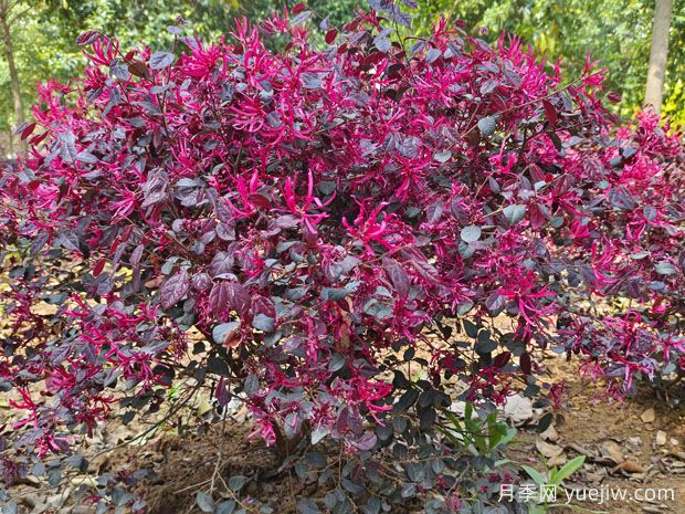 紅花繼木怎么種植？(圖1)