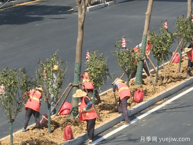 南陽(yáng)向蕪湖贈(zèng)送千株樹狀月季(圖1)