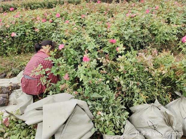 科德斯慶典盆栽月季美化江蘇花壇景觀(圖2)