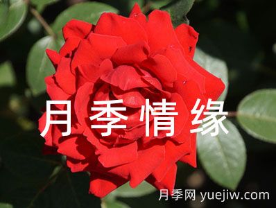 歌曲歌詞《月季情緣》(圖1)