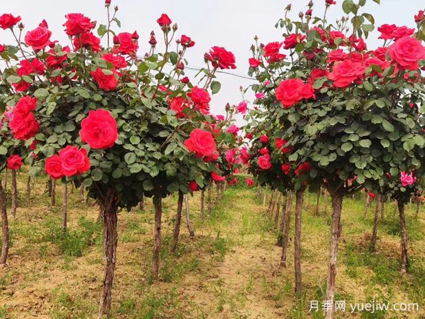 盆栽月季樹的種植技術(shù)有何奧秘(圖1)