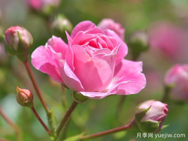 月季花茶有哪些功效呢？不僅美容養(yǎng)顏還養(yǎng)生(圖1)