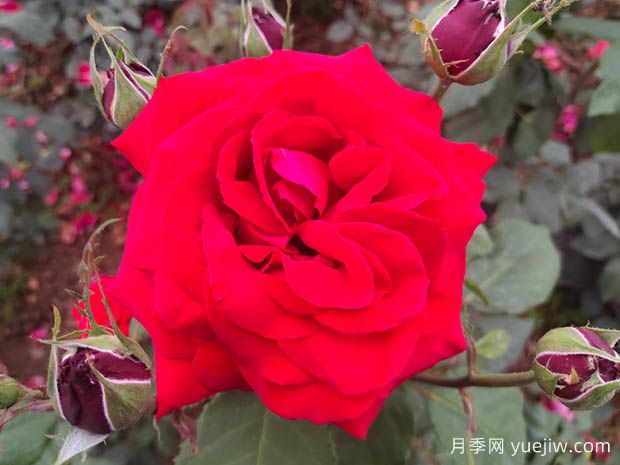 亞力克紅月季，香味濃郁花大花美(圖1)