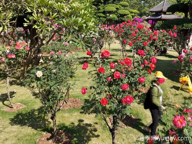 南寧南湖公園新年花季開(kāi)展，2萬(wàn)株月季盛放香飄滿園(圖2)