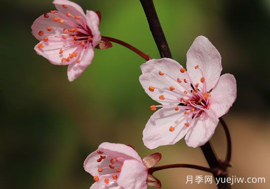 梅花有什么品質(zhì)和精神(圖1)