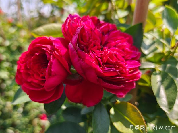 花量大到能遮陽(yáng)的4種花卉，盆里加上阿司匹林，花比葉還多(圖1)