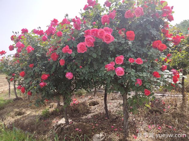 嫁接月季砧木用山木香好還是野薔薇好？(圖2)