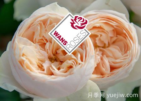 月季育種家：德國Wans Roses月季農場(圖1)