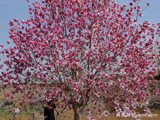 庭院植物如何種出高級感？(圖1)