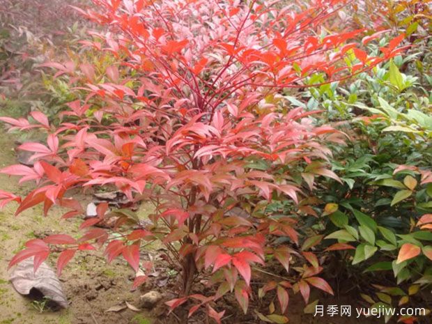 10種非常受歡迎的室內(nèi)植物有什么？(圖1)