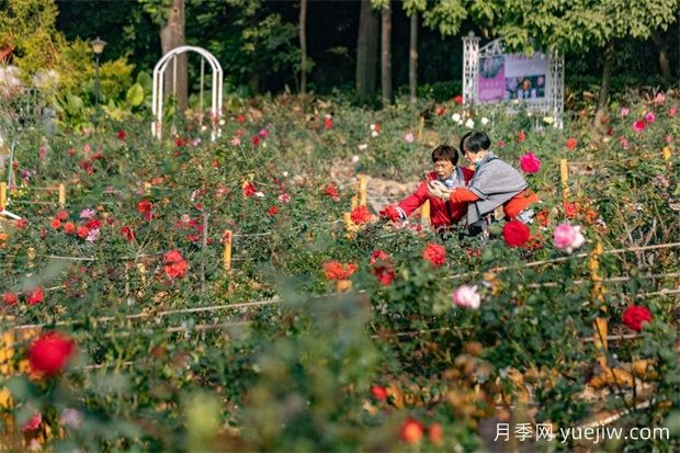 冬日爛漫花海惹人醉，廣州云臺花園1.2萬棵月季花盛放(圖1)