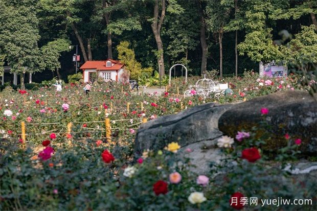 冬日爛漫花海惹人醉，廣州云臺花園1.2萬棵月季花盛放(圖3)