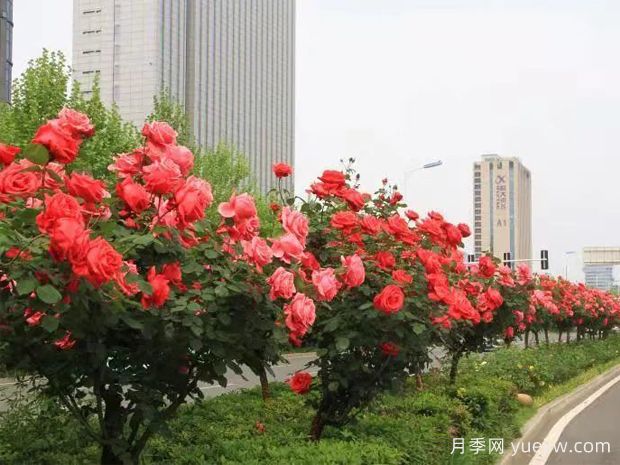 精心修剪，合肥高新區(qū)打造靚麗月季風(fēng)景線(圖1)