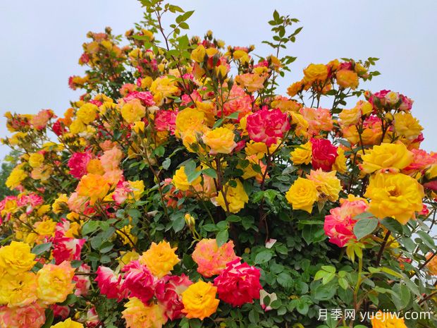 安慶月季市花文化和景觀圖集(圖3)