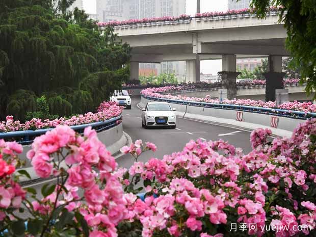 月季花：月月花開不言敗(圖3)