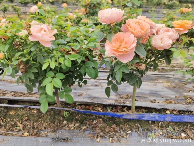 不同開花類型花灌木的修剪方法(圖1)