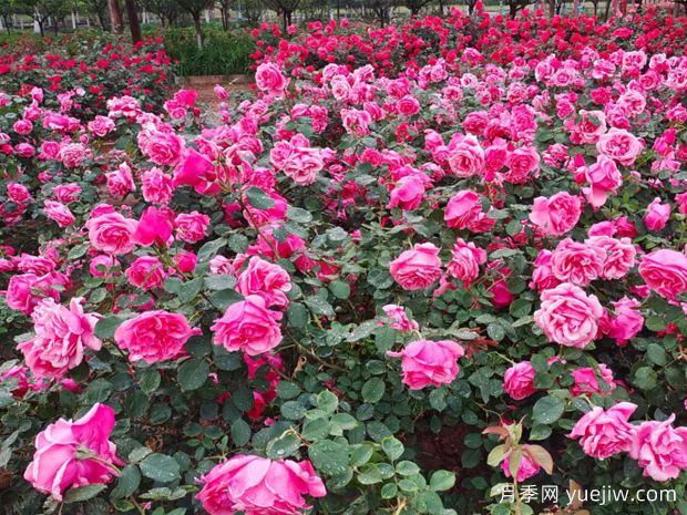 秦皇島月季市花文化和景觀圖集(圖2)