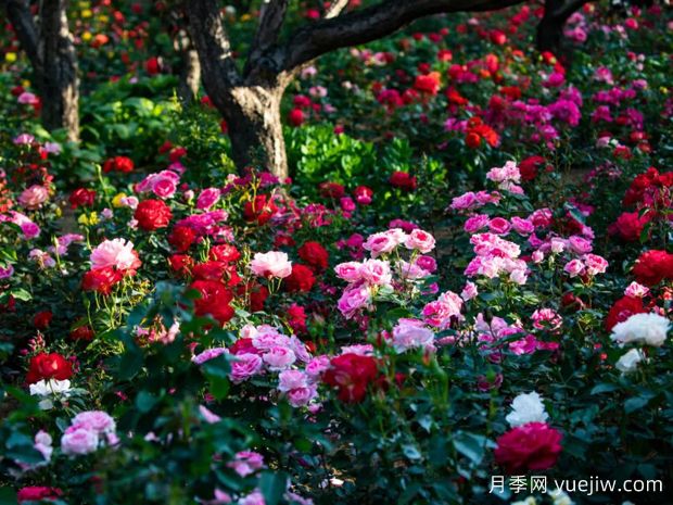 秦皇島月季市花文化和景觀圖集(圖4)