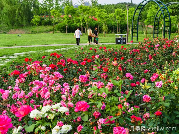 濰坊月季市花文化和景觀圖集(圖2)