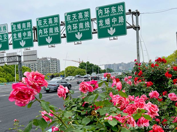 南京月季應用和景觀圖集(圖4)