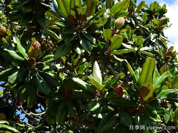 廣玉蘭什么時(shí)候開花？花語和種植技巧是什么？(圖1)