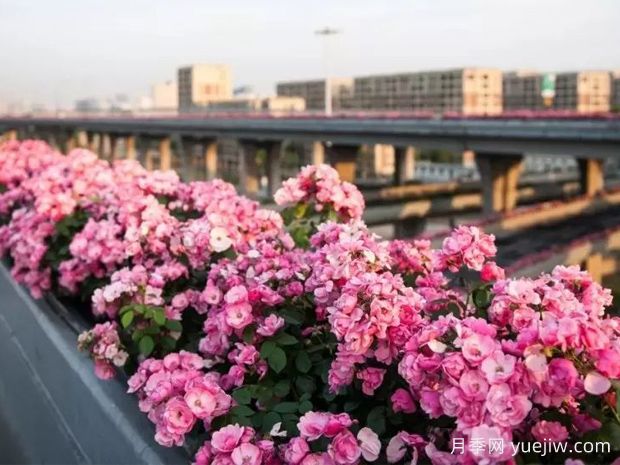 杭州高架月季實現(xiàn)定期開花，是如何進行花期調(diào)控的？(圖1)