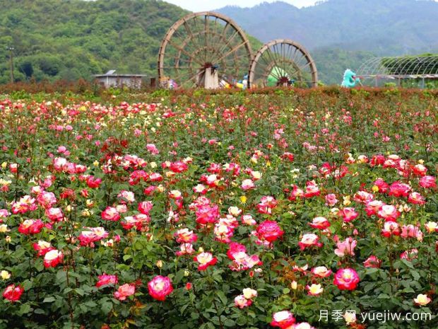 東陽月季市花文化和景觀圖集(圖2)