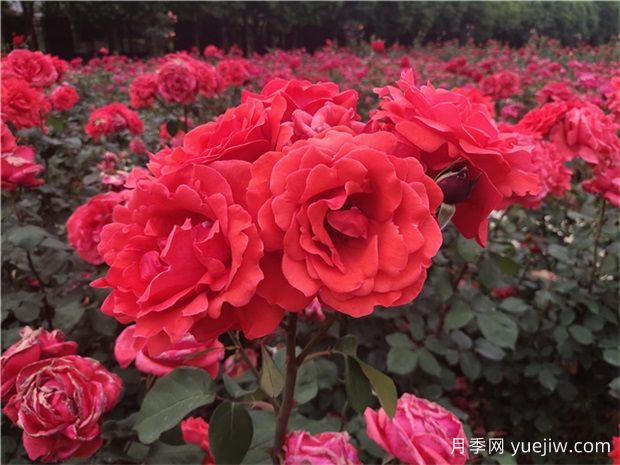 ?寶雞看月季花，就到寶雞植物園(圖1)