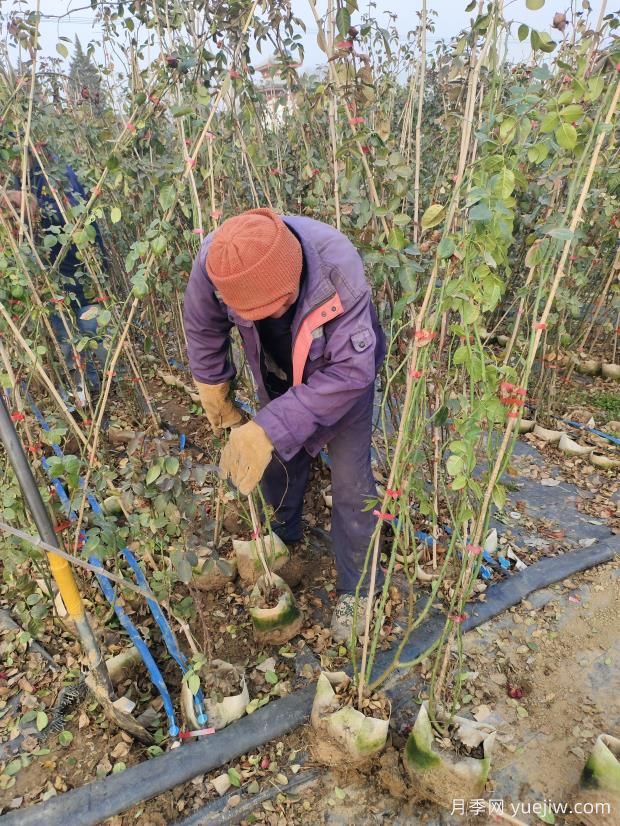 1500棵藤本月季出發(fā)美化江西吉安景觀(圖2)