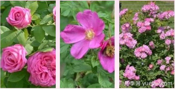 輕松區(qū)分月季、玫瑰和薔薇ROSE三姐妹，不再迷茫于愛(ài)情花海(圖1)