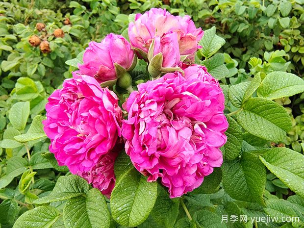 輕松區(qū)分月季、玫瑰和薔薇ROSE三姐妹，不再迷茫于愛(ài)情花海(圖4)