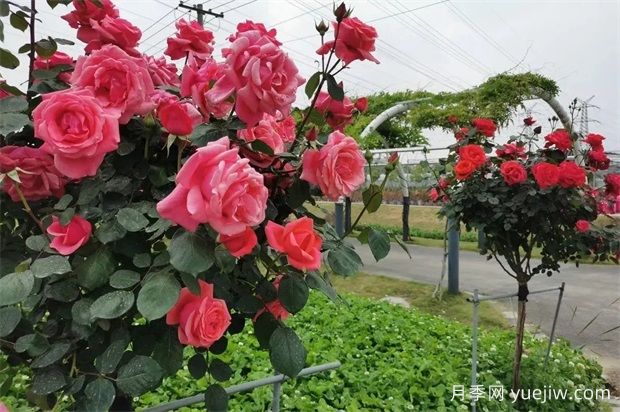 輕松區(qū)分月季、玫瑰和薔薇ROSE三姐妹，不再迷茫于愛(ài)情花海(圖5)