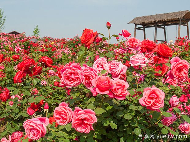 月季和玫瑰是同一種花卉嗎？(圖1)